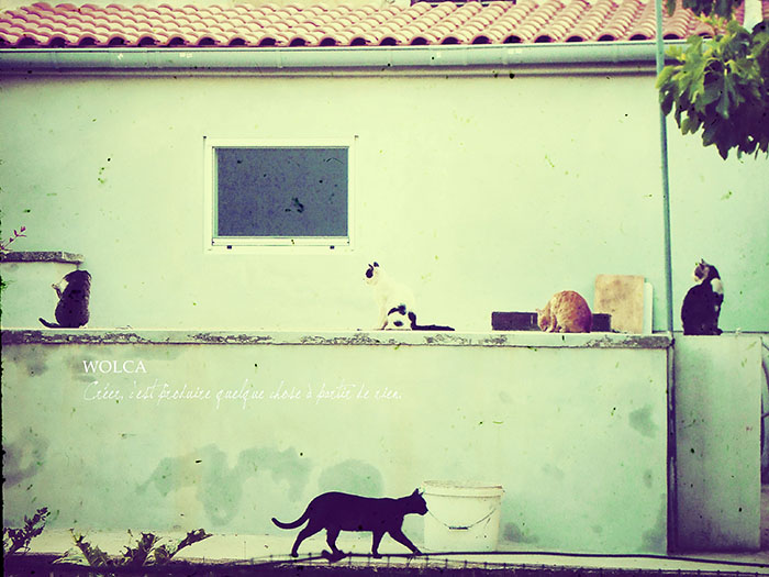 黒猫のおしゃれな写真：写真画像
